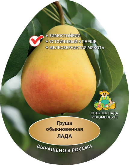 Груша обыкновенная Лада h200 см Поиск Инвест