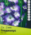 Гладиолус Кинглун луковицы 10/12, 5 шт.
