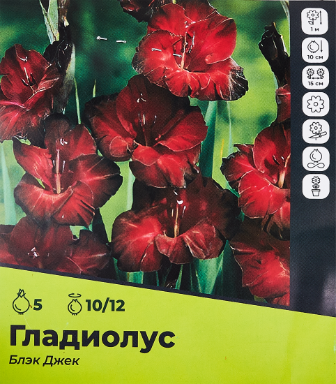 Гладиолус Блэк Джек луковицы 10/12, 5 шт.
