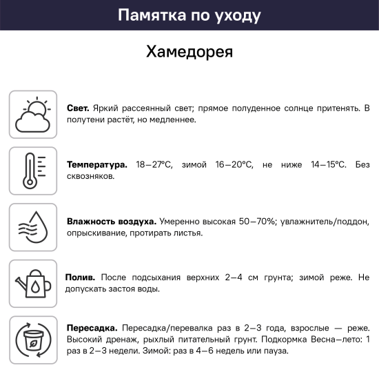 Хамедорея ø12 h20 см