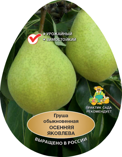 Груша обыкновенная Осенняя Яковлева h200 см Поиск Инвест