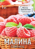 Малина Бригантина капер h10 см
