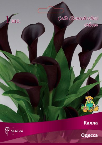 Калла Одесса 14/16, 1 шт