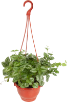 Плектрантус Колеодес 16x20 см