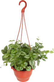 Плектрантус Колеодес 16x20 см