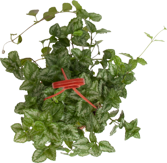 Плектрантус Колеодес 16x20 см