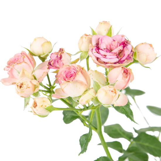 Роза ø12 h30 см