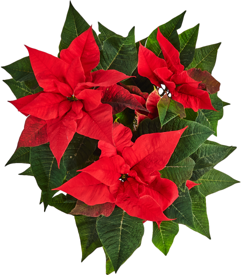 Пуансеттия ø15 h30 см