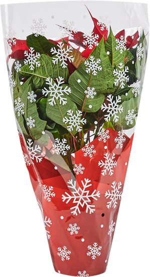 Пуансеттия ø15 h30 см