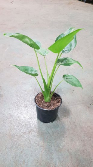 Алоказия ø10.5 h8 см