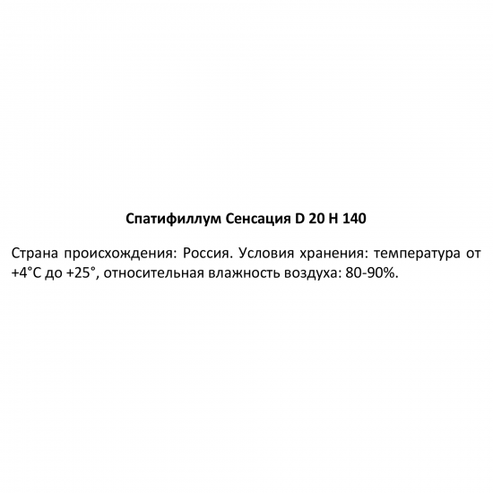 Спатифиллум сенсация ø24 h140 см Росток