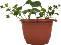 Земляника микс ø19 см