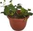Земляника микс ø19 см