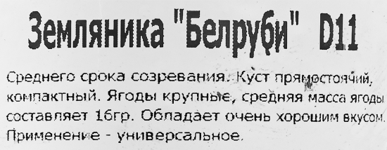 Земляника ремонтантная Белруби 11x15 см
