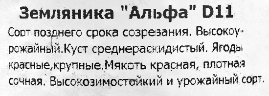 Земляника ремонтантная Альфа 11x15 см