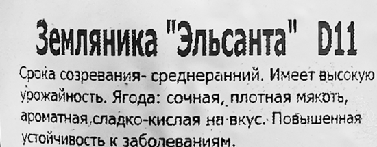 Земляника ремонтантная Эльсанта 11x15 см