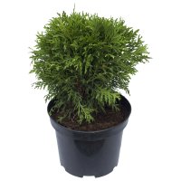 Туя Даника ø17 h25 см