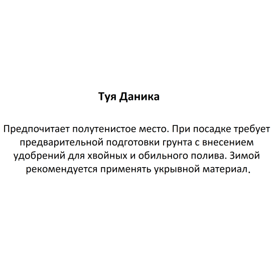 Туя Даника ø17 h25 см