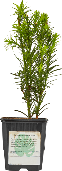 Тис средний Хикси ø9 h15 см