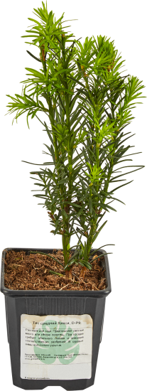 Тис средний Хикси ø9 h15 см