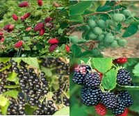 Рассада ягод микс ø7 h10 см