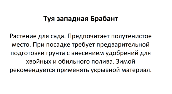 Туя Брабант ø16 h60 см