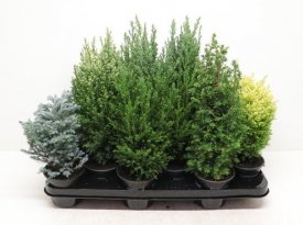 Кипарисовик микс ø13 h40 см