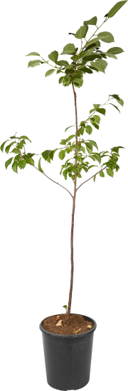 Дерево-сад Вишня микс ø30 h120 см