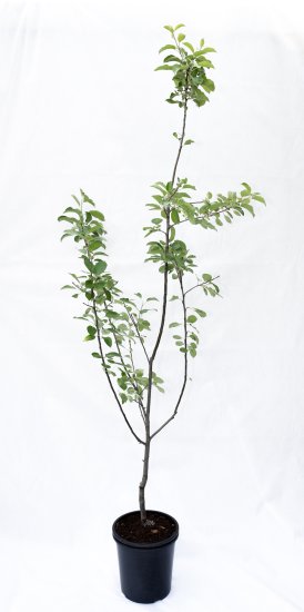 Яблоня Кандиль орловский ø25 h100 см