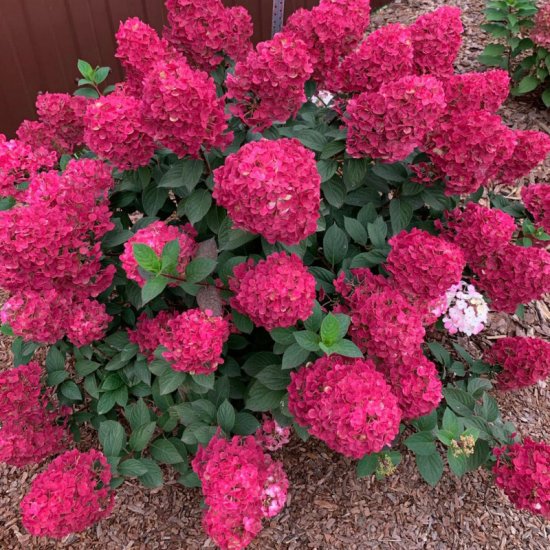 Гортензия метельчатая Самарская Лидия ø18 h60 см