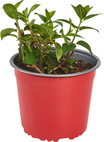 Гортензия метельчатая Самарская Лидия ø18 h60 см