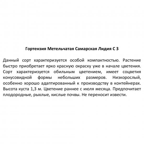 Гортензия метельчатая Самарская Лидия ø18 h60 см