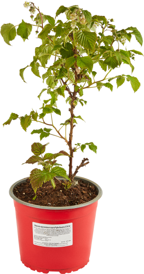 Малина карликовые сорта ø17 h50 см