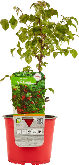 Малина карликовые сорта ø17 h50 см