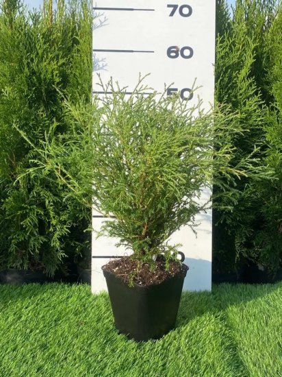 Туя Боулинг Болл h20 - 40 см