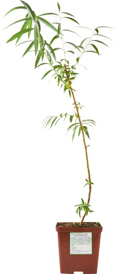 Ива желтокорая микс ø15 h50 см