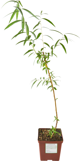 Ива желтокорая микс ø15 h50 см