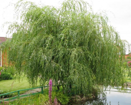 Ива желтокорая микс ø15 h50 см