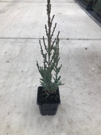 Можжевельник скальный Блю Арроу h20 см