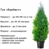 Туя западная «Брабант» 13x40 см