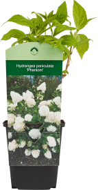 Гортензия метельчатая микс h15