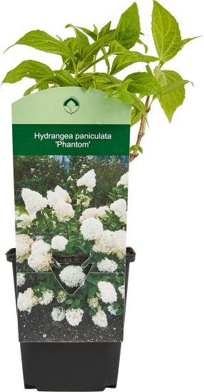 Гортензия метельчатая микс h15