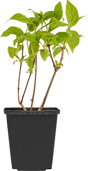 Гортензия метельчатая микс h15