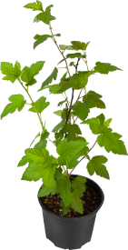 Пузыреплодник Калинолис Диабло (С3)