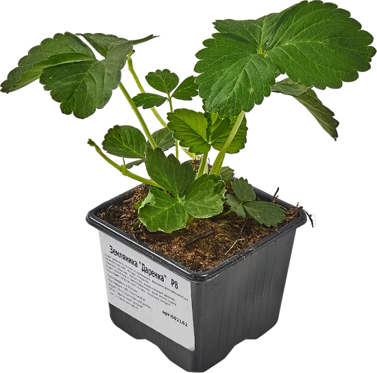 Земляника Даренка 8x7 см