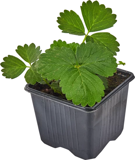 Земляника Богема 8x7 см