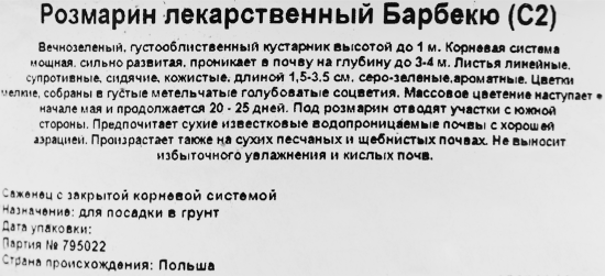 Розмарин лекарственный Барбекю ø17 h20 см