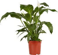 Спатифиллум ø21 h80 см