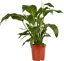 Спатифиллум ø21 h80 см