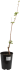 Дюк «Кормилица» 24x80 см